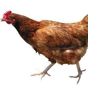 Meet your Posher, Nite